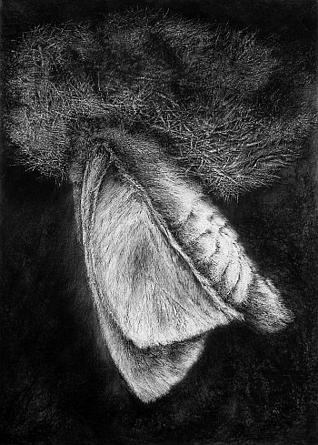 Click the image for a view of: Rosemarie Marriott. Horingdraer. 2007. Incised board, charcoal. 1020X725mm