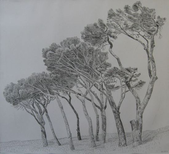 Click the image for a view of: Anton Kannemeyer. Pine Trees, Cape Town I. 2009. Etching. Edition 20