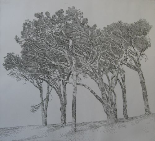 Click the image for a view of: Anton Kannemeyer. Pine Trees, Cape Town II. 2009. Etching. Edition 20