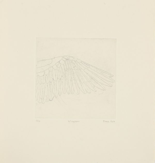 Click the image for a view of: Flight: Wing span. 2011. Etching. Edition 15. 182X174mm
