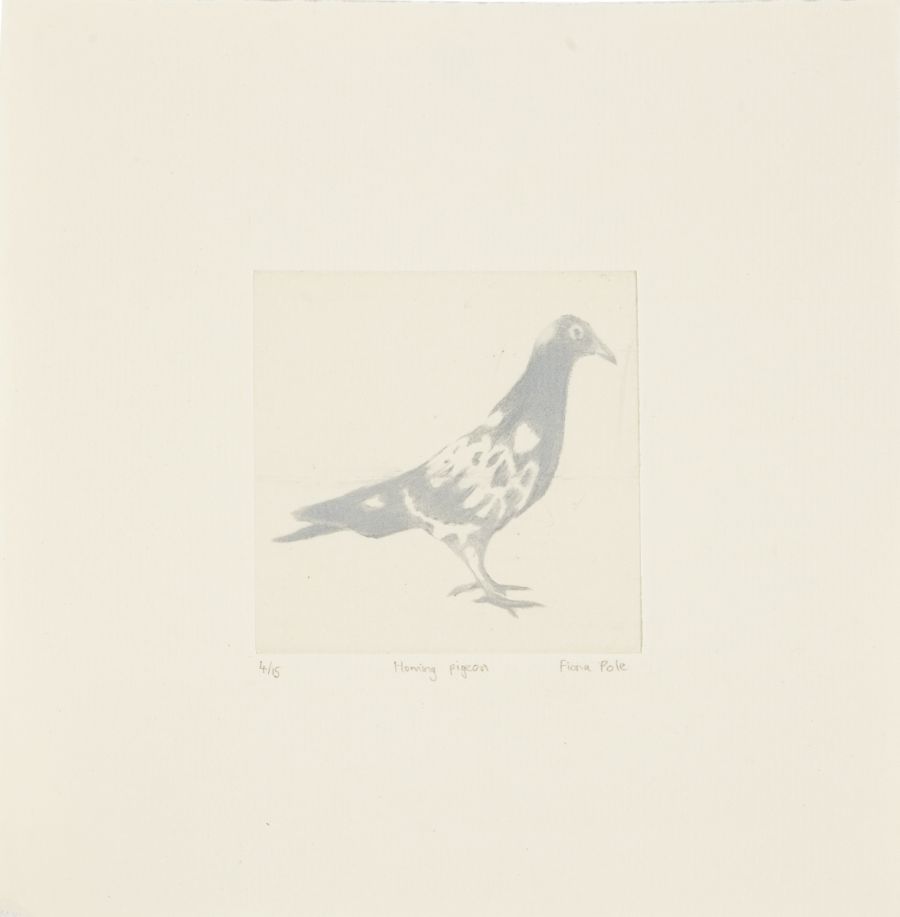 Click the image for a view of: Flight: Homing pigeon. 2011. Etching. Edition 15. 185X170mm